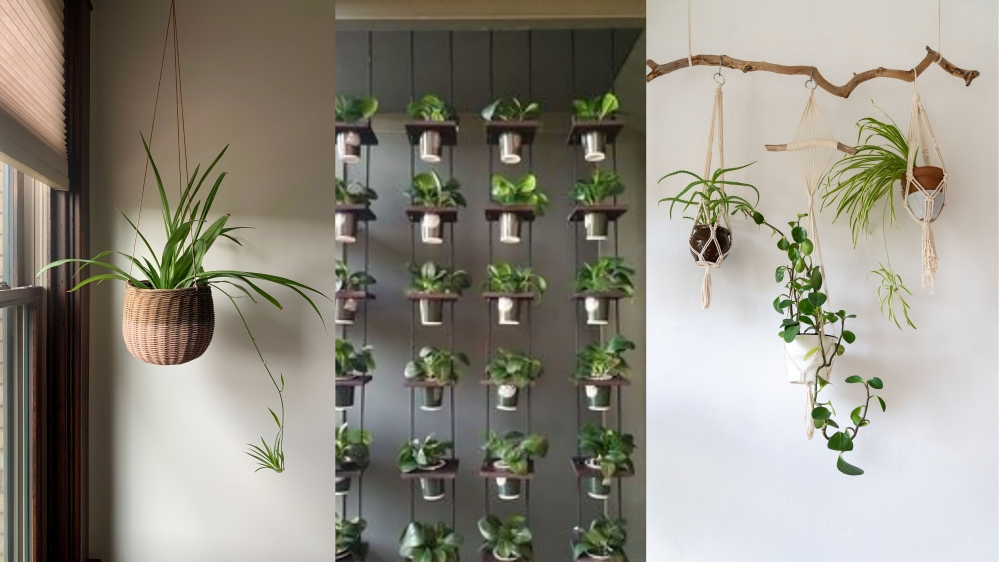 Hanging Plants