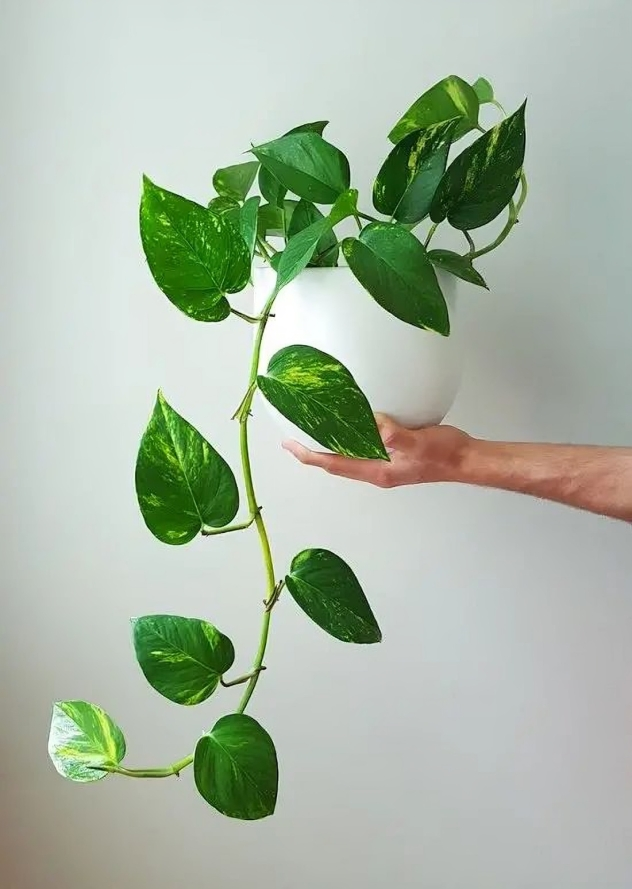 Indoor Plants